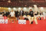 males CAC, RCAC, CACIB, RCACIB