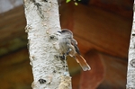 Siberian Jay