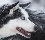 Huskies from the Dogsled team in Northern Finland