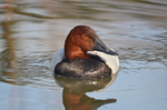 Common Pochard