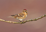 Redpoll - Acanthis flammea
