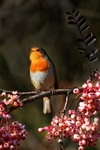 Singing Robin