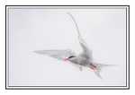 Ethereal Arctic Tern