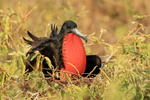 Magnificent Frigatebird (male) semi-inflated sac, on nest, Isla Lobos