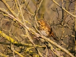 Song Thrush