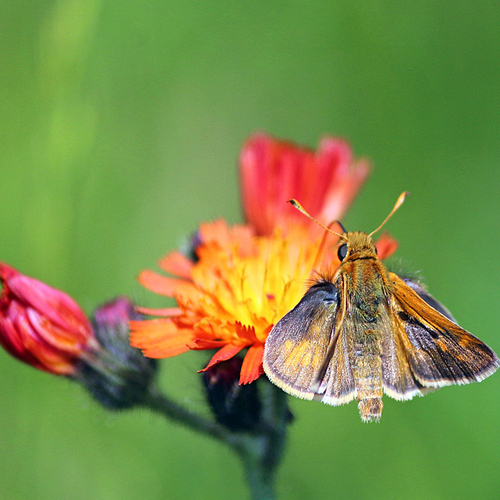 A hobomok skipper feeding on an orange hawkweed flower.