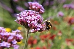 Bee on a Flower 1