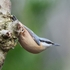 Nuthatch