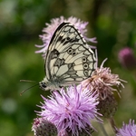 Marbled white (Melanargia galathea) 