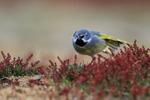 White-bridled Finch (male) stretching, Falklands