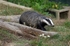 Badger