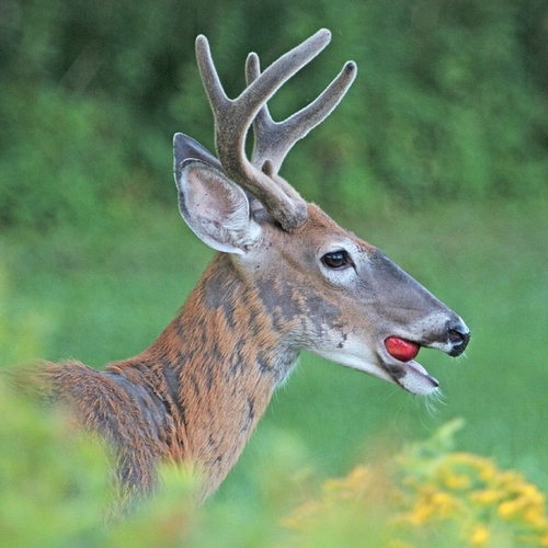 keeps the doctor away. This white-tailed deer buck knows a good thing when he sees it.