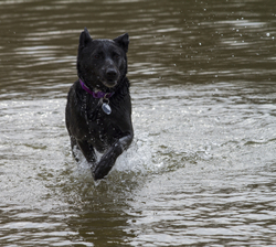 Pet Photography portfolio