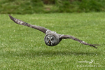 Gt Grey Owl 24062013-24a