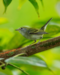 Chestnut-sided Warbler portfolio