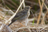 Meadow Pipit on the ground at Otmoor