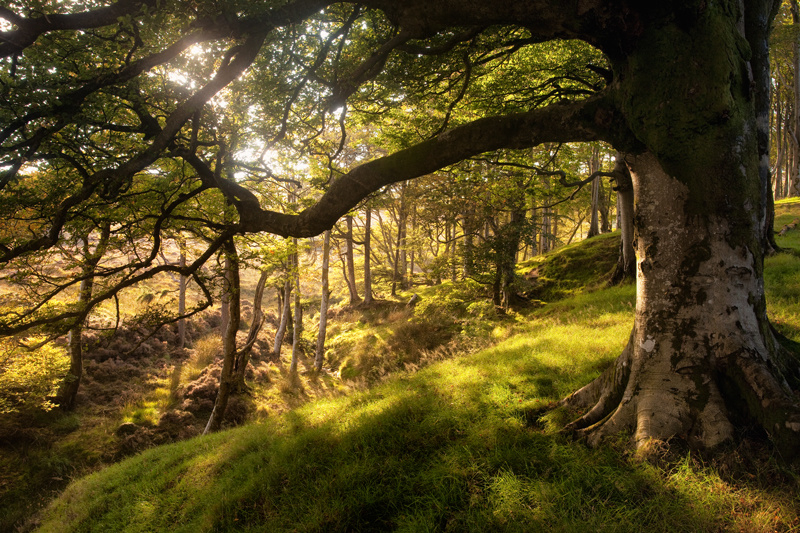 In the late summer light