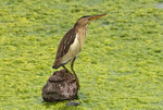 Little Bittern