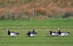 Barnacle Geese