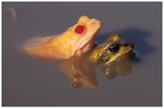 Albino Amplexus