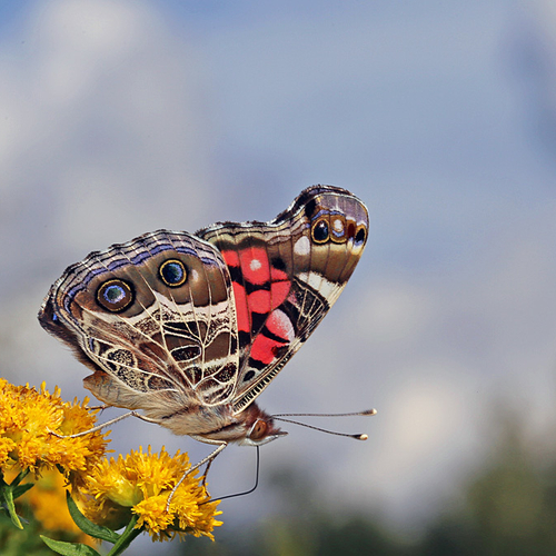 An American Lady butterfly.