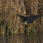 Bittern avoids the ice and lands in the reeds
