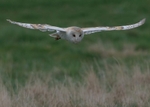 Barn Owl