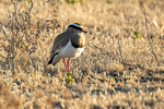 Crowned Lapwing
