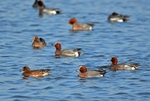 Wigeon