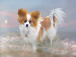 PP42 Little Dream-dog  (10 x 8)