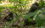 Loango national park (Gabon 2024) portfolio