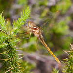 Keeled Skimmer (female) on Hartland Moor