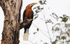 Male Rufous-necked Hornbill