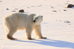Male Polar Bear looks backwards, Churchill, Canada