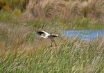 White Stork