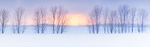 WINTER TREELINE - NORFOLK COUNTY