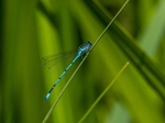 Azure Damselfly