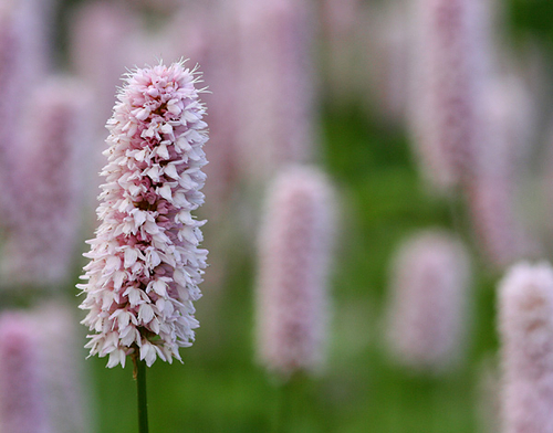 [align=center]Persicaria bistorta, 'Bistort'[/align]