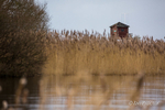 Watching over the reedbed