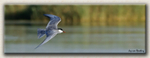 Whiskered Tern 1