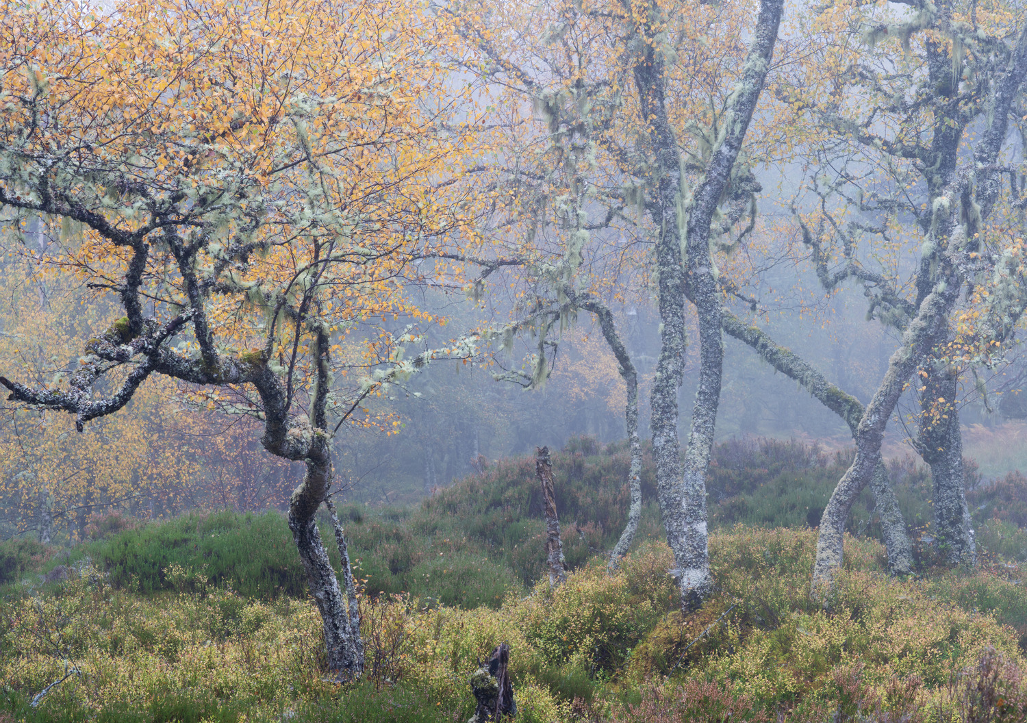 An entangled grouping of birch trees on the right, with an outsider on the left. 2022