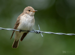 Spotted Flycatcher