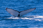 Fluke 5 0A3A4722