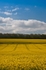 Dorchester rape field