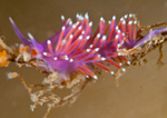 Edmundsella pedata