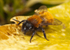 Andrena fulva (f)