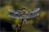 4 spotted chaser