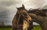 Into the world of Horses portfolio