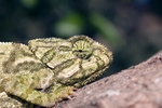 Cautious Chameleon