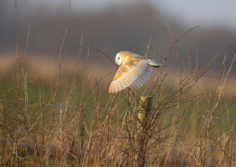 Barn Owl - Lunt Meadows nature reserve - Thornton - Liverpool